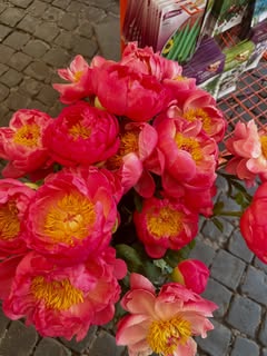 May be an image of peony and text