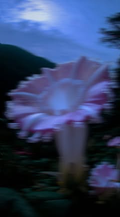 May be an image of morning glory