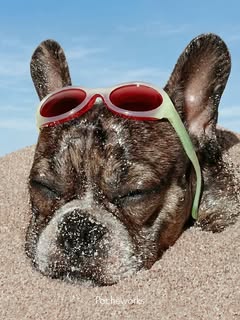 May be an image of Boston terrier, sunglasses, glasses and text